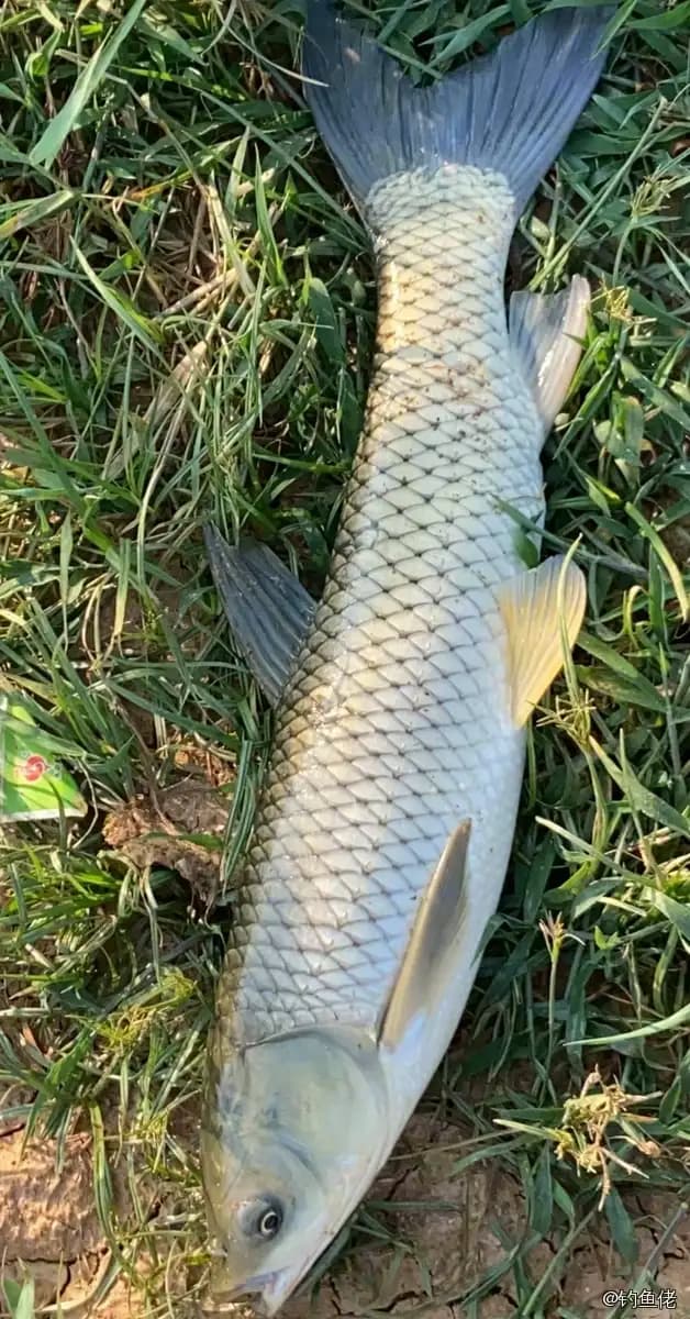 草鱼钓获 15.5kg
