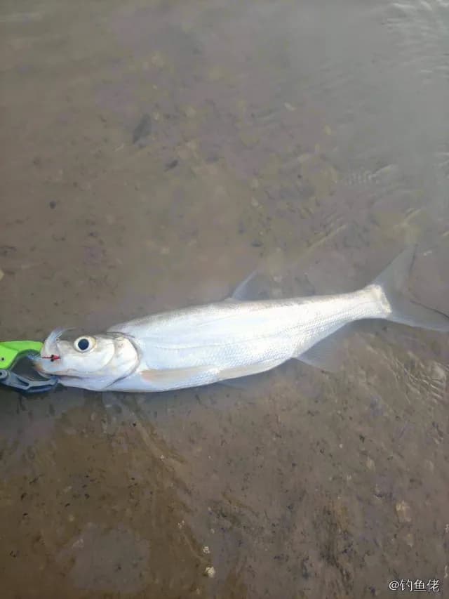 翘嘴鲌钓获 1.2kg