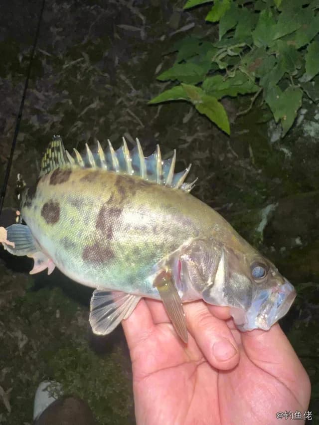 鳜鱼钓获 1kg