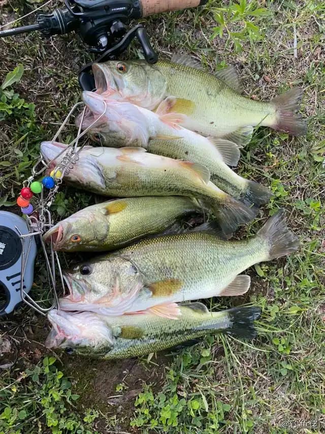 大口黑鲈钓获 1.01kg