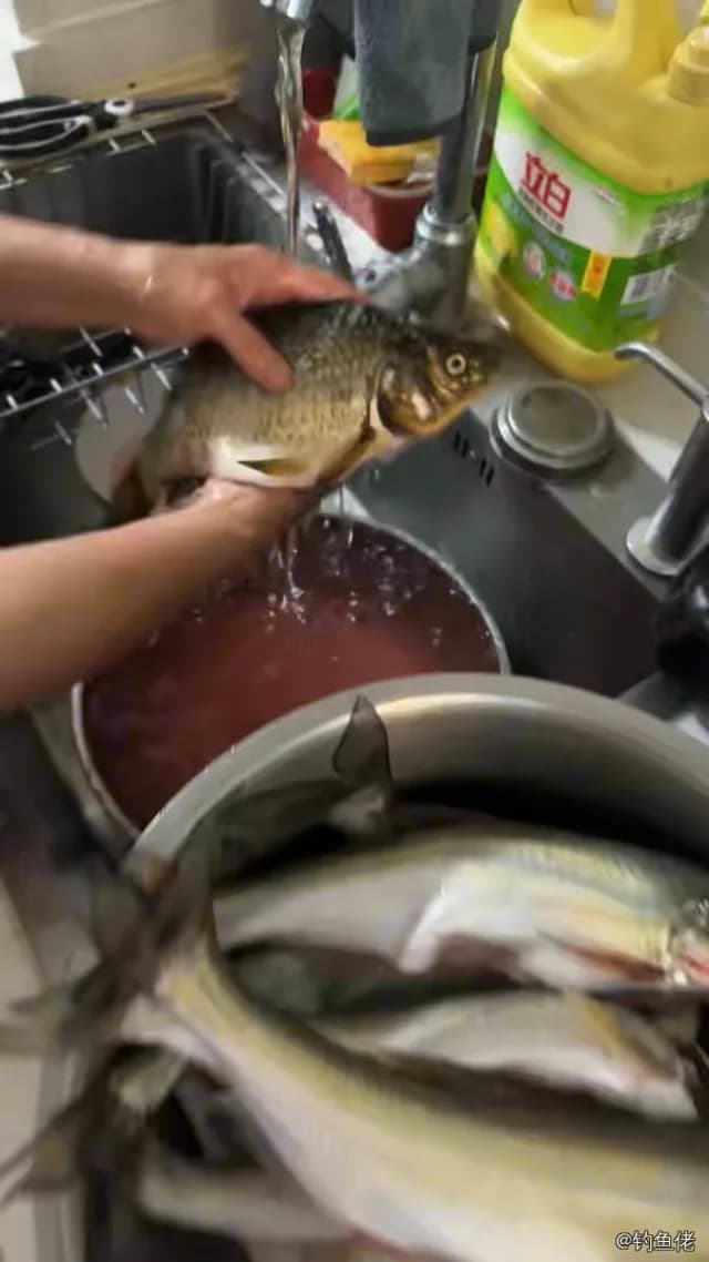 鲫鱼钓获 1.3kg