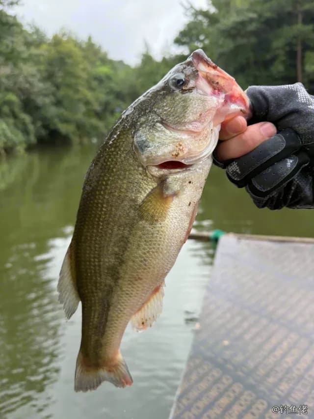 大口黑鲈钓获 2.1kg