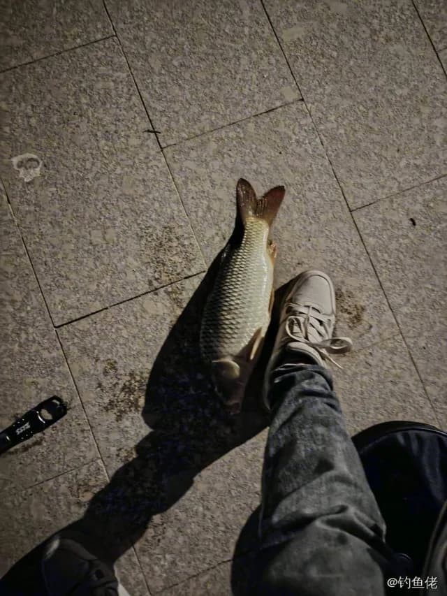 鲤鱼钓获 4kg
