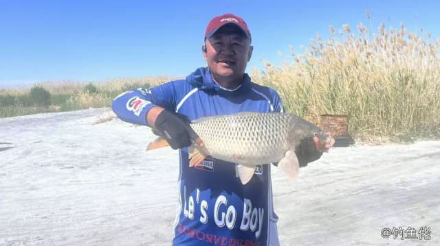 鲤鱼钓获 4.3kg