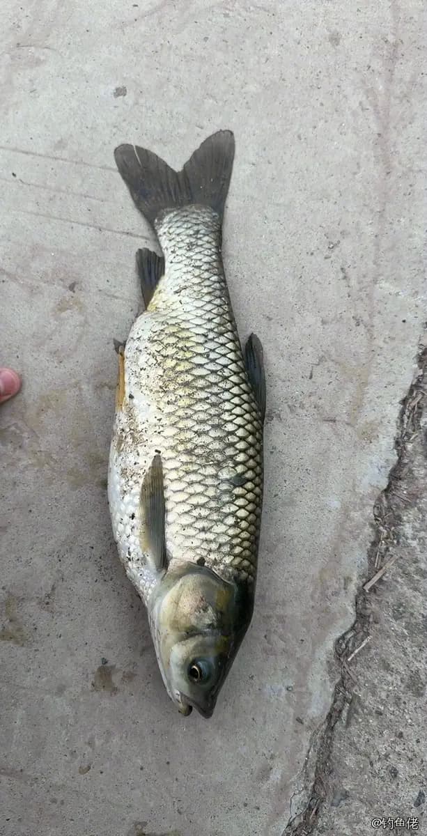 草鱼钓获 3.1kg