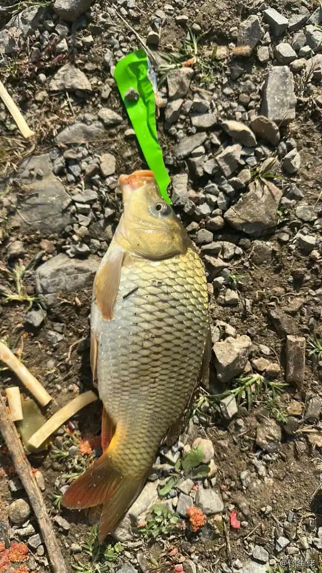 鲤鱼钓获 4kg