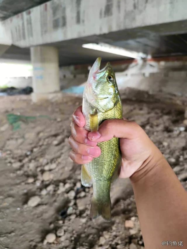 大口黑鲈钓获 0.5kg