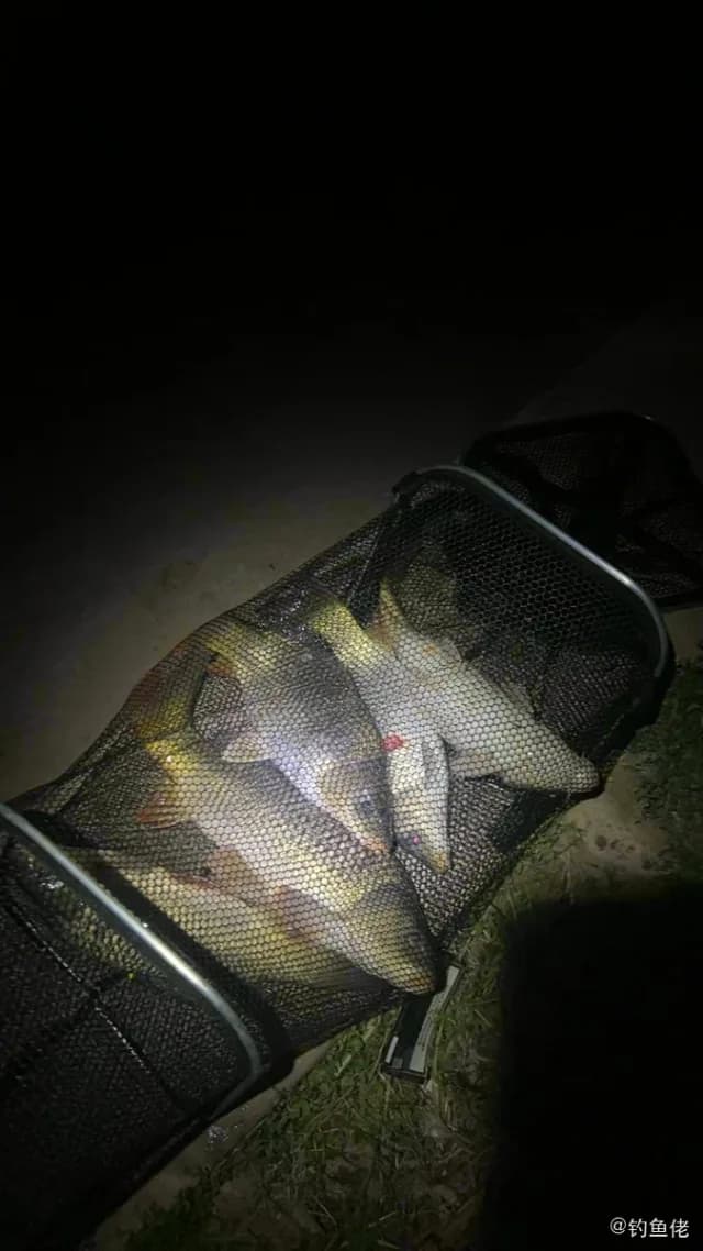 鲤鱼钓获 1kg