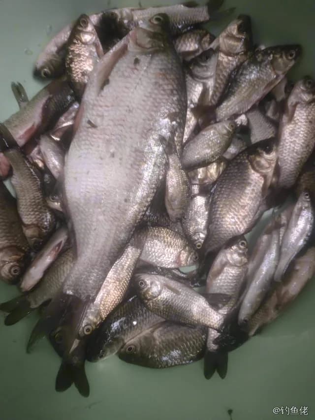 鲫鱼钓获 1.3kg