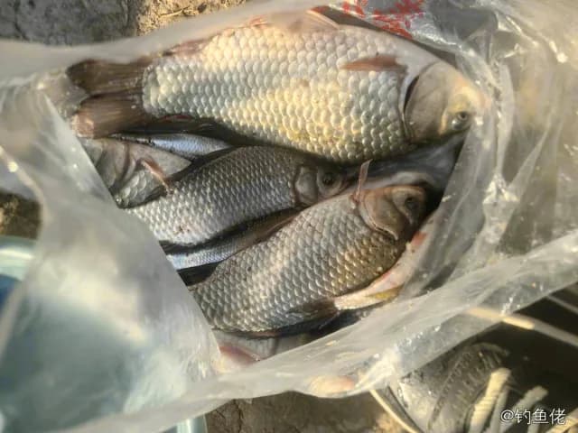 鲫鱼钓获 0.45kg