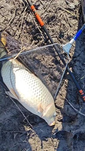 云斑海猪鱼钓获 0.1kg