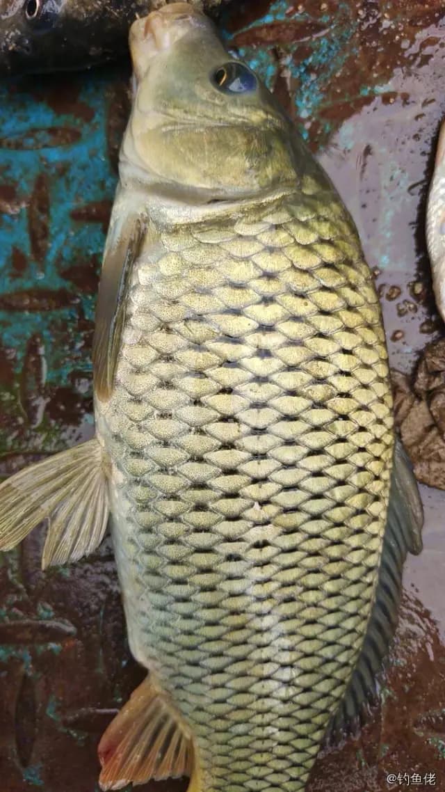 鲤鱼钓获 1.1kg