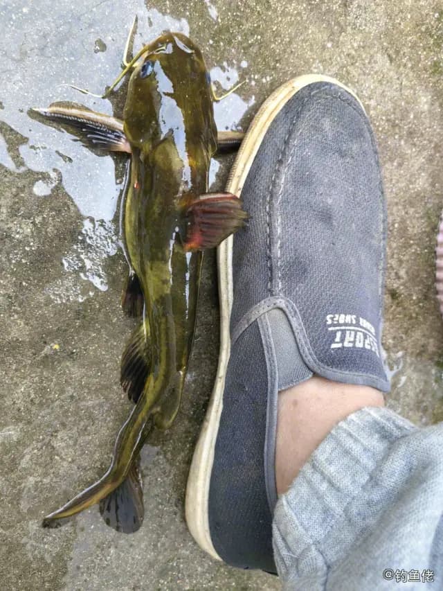 黄颡鱼钓获 0.25kg