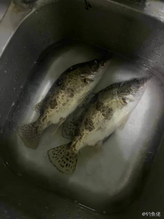 鳜鱼钓获 0.4kg