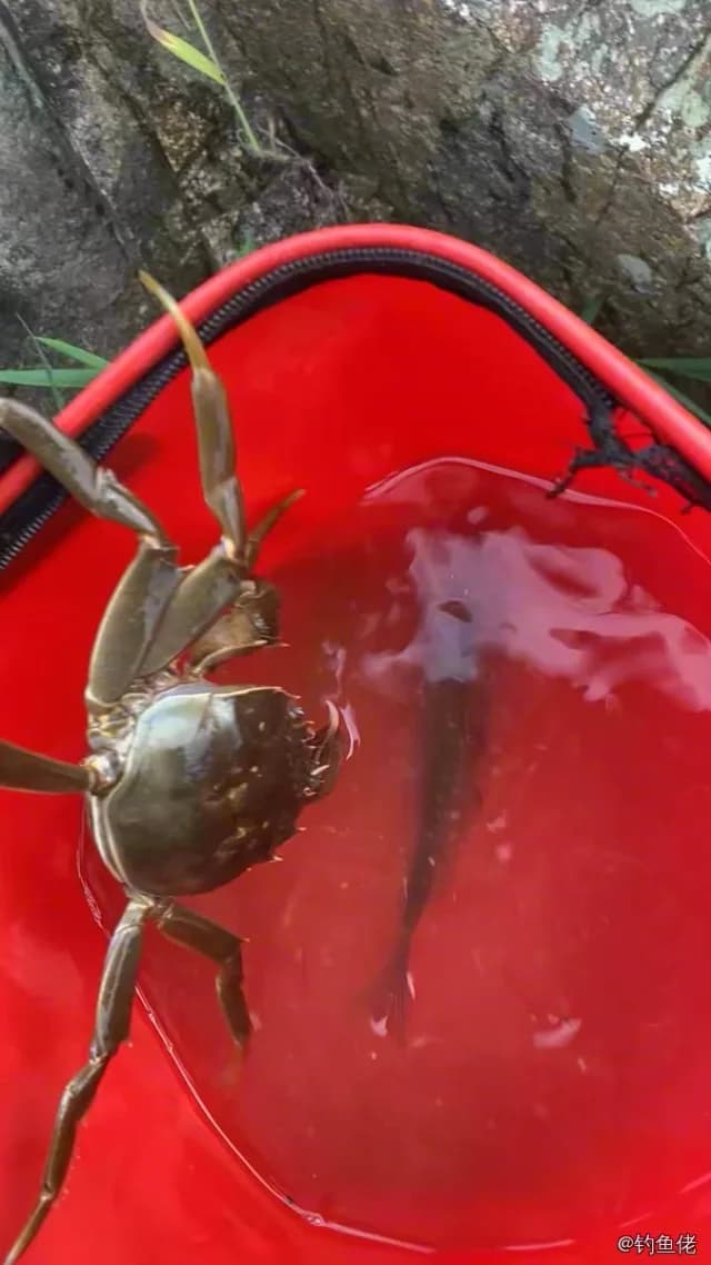 鲫鱼钓获 0.3kg