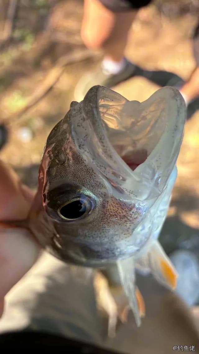 河鲈钓获 0.4kg