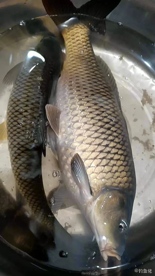鲤鱼钓获 6kg