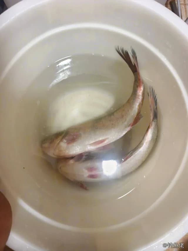 鲢鱼钓获 2.2kg
