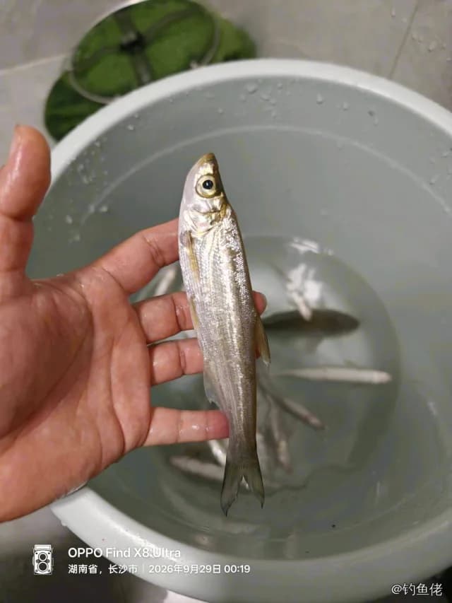翘嘴鲌钓获 0.1kg