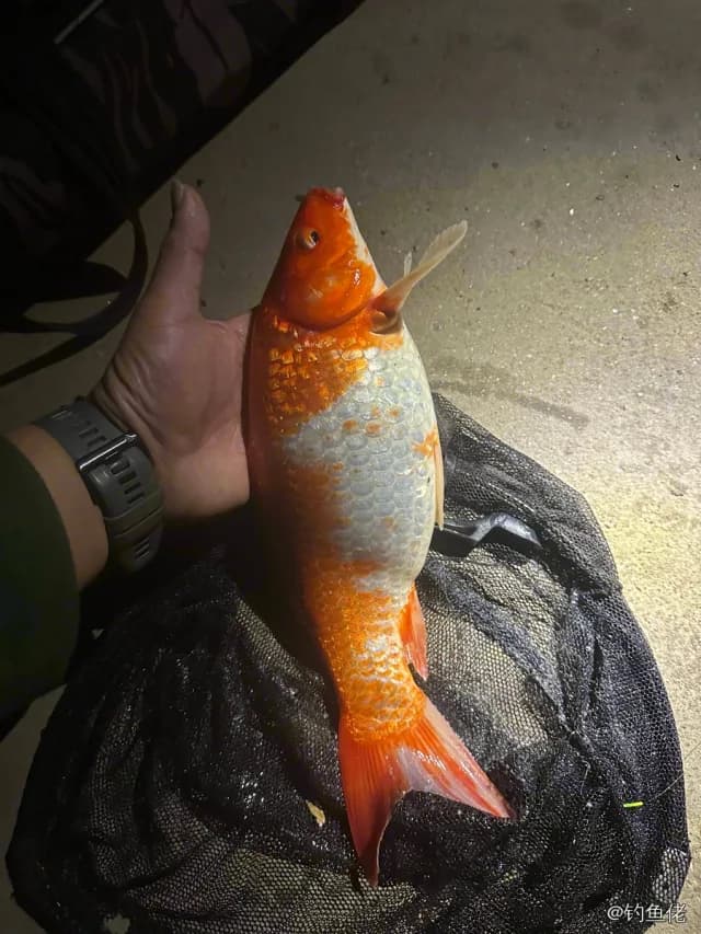 金鱼钓获 0.8kg