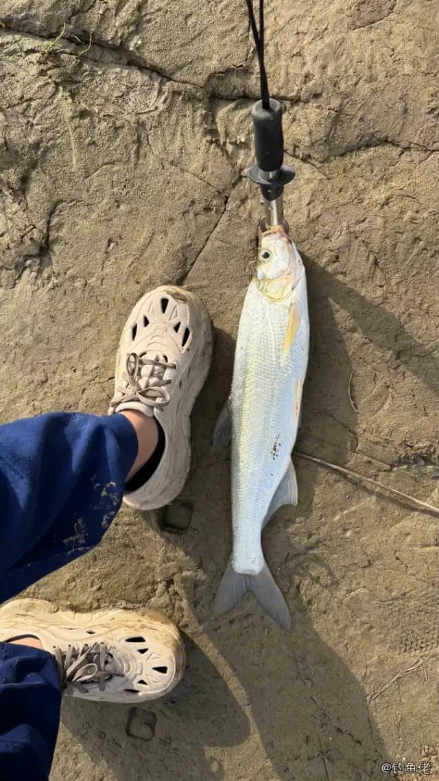 翘嘴鲌钓获 1.4kg