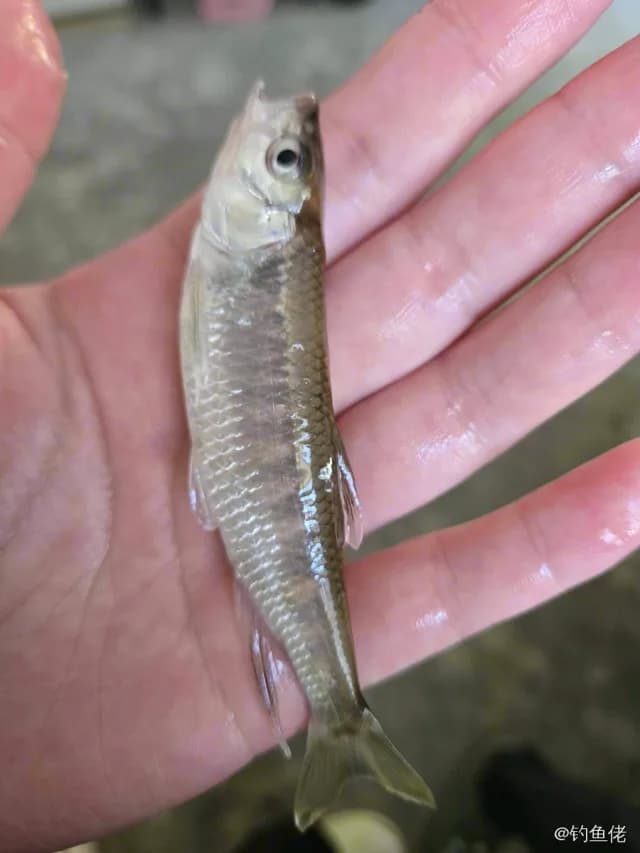 宽鳍鱲钓获 0.01kg