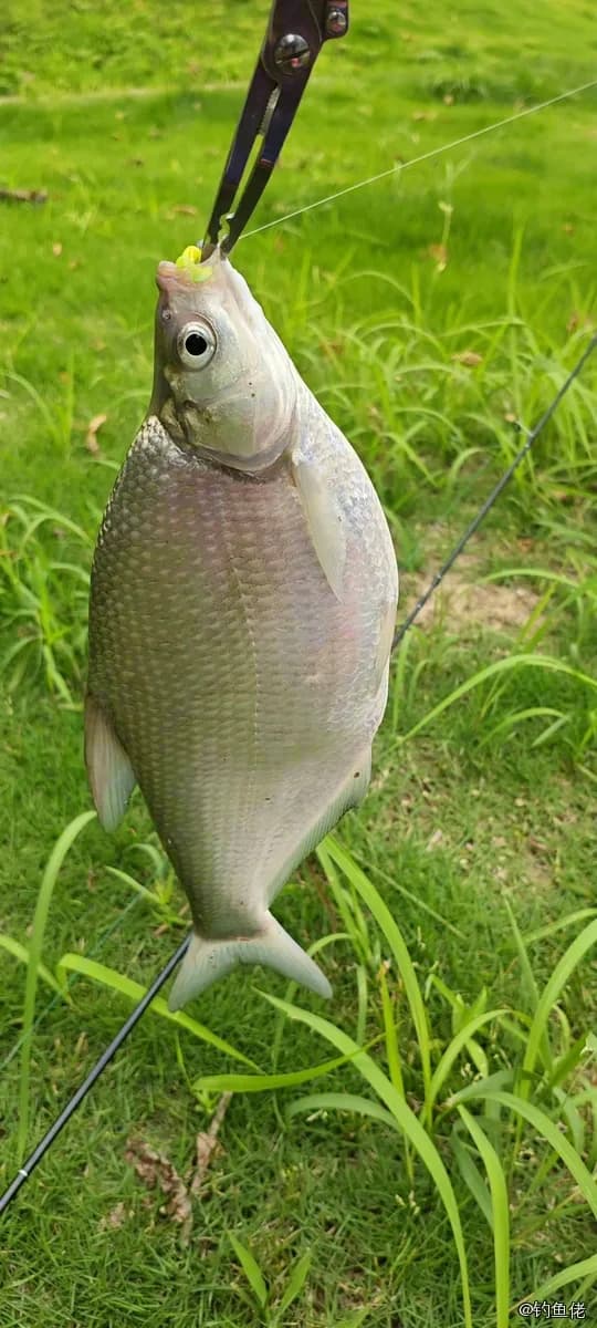 鳊鱼钓获 0.3kg