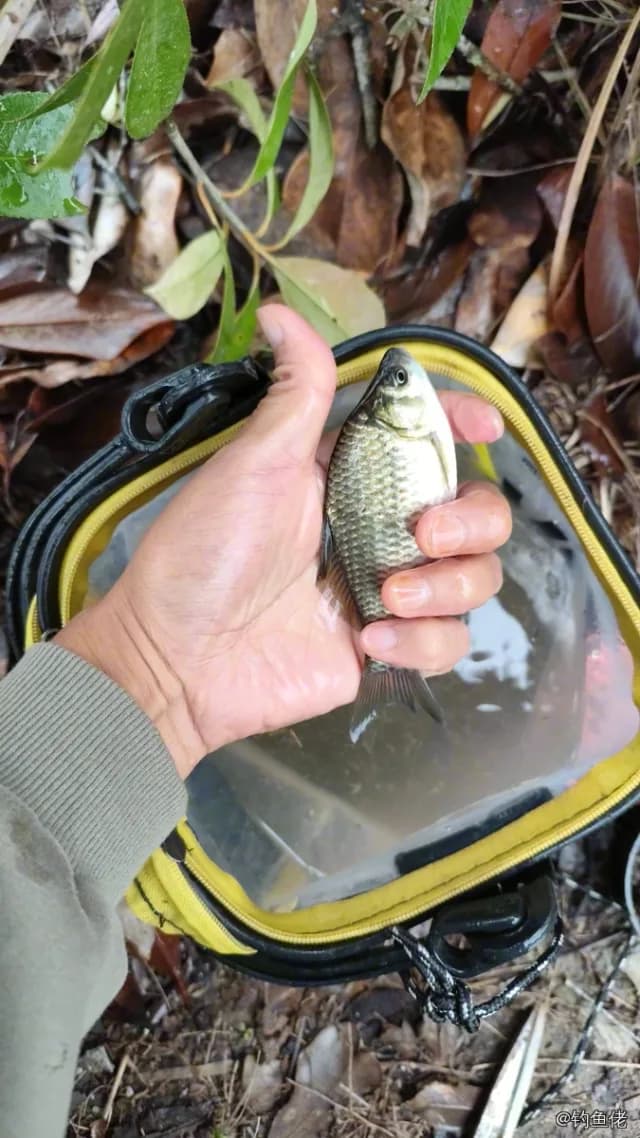 鲫鱼钓获 0.45kg
