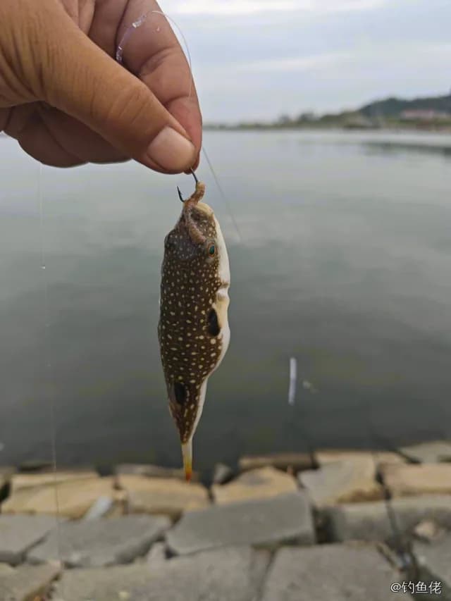 黑点多纪鲀钓获 0.01kg