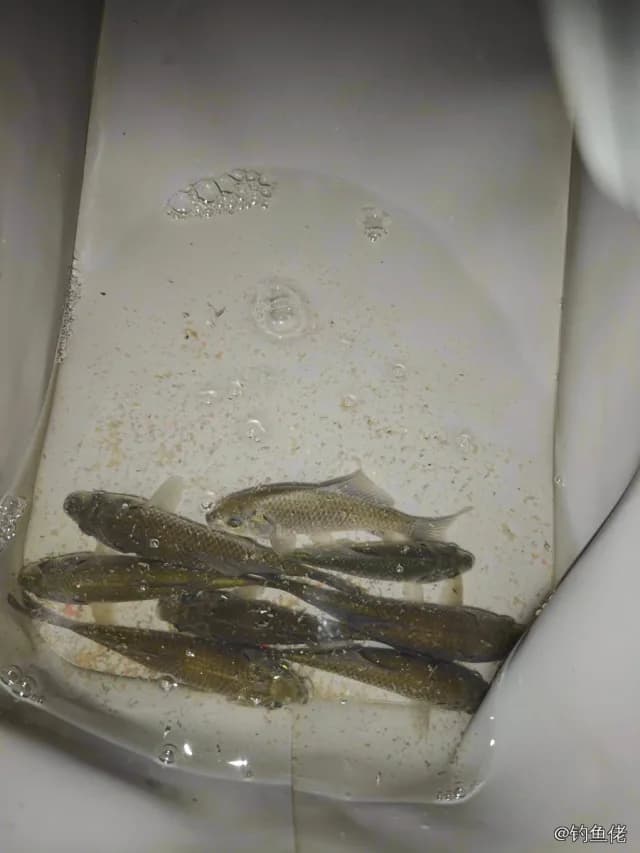 鲫鱼钓获 1.35kg