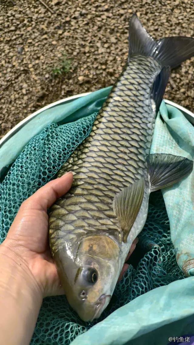 中华倒刺鲃钓获 4.5kg
