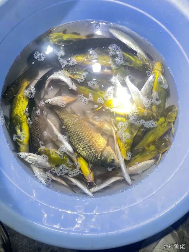 黄颡鱼钓获 6kg