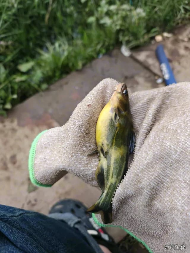 黄颡鱼钓获 0.1kg