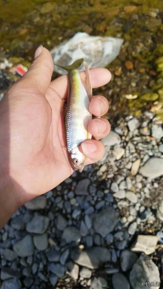 宽鳍鱲钓获 0.01kg