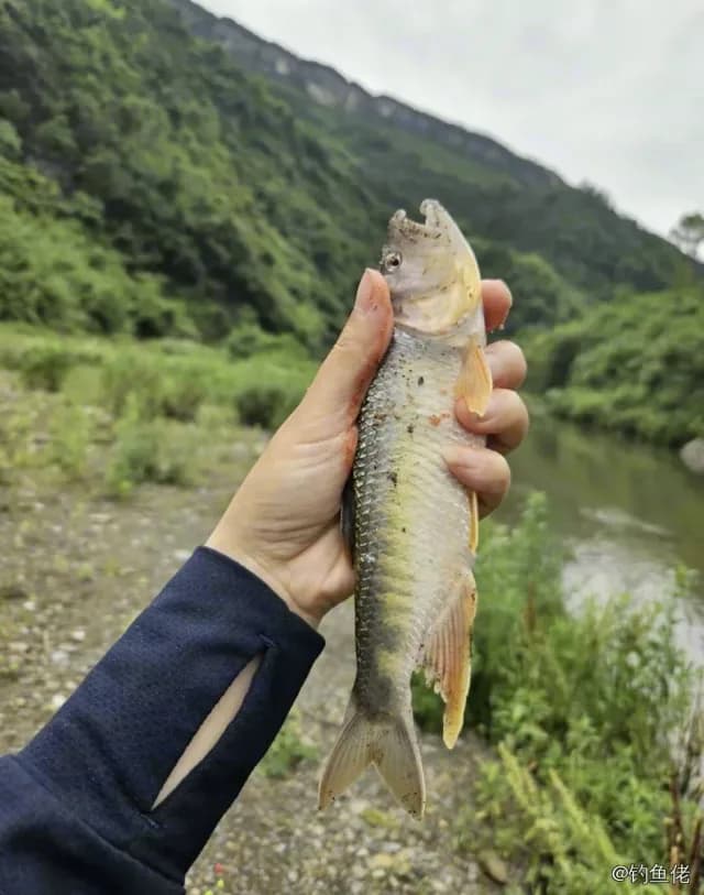 宽鳍鱲钓获 0.1kg