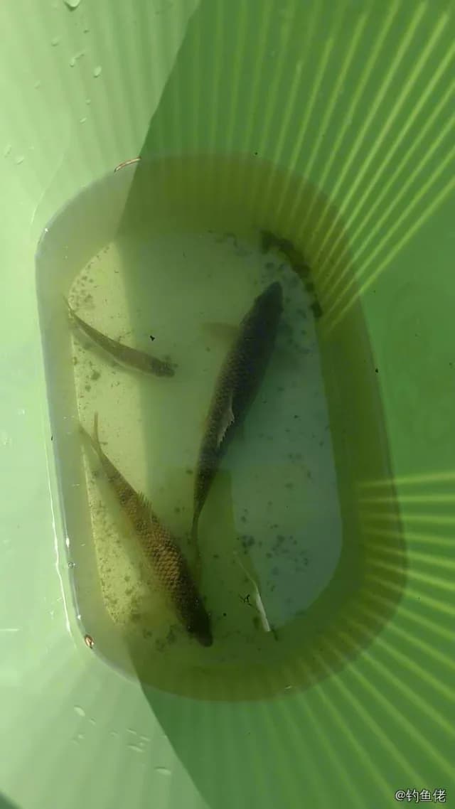 台湾光唇鱼钓获 0.2kg