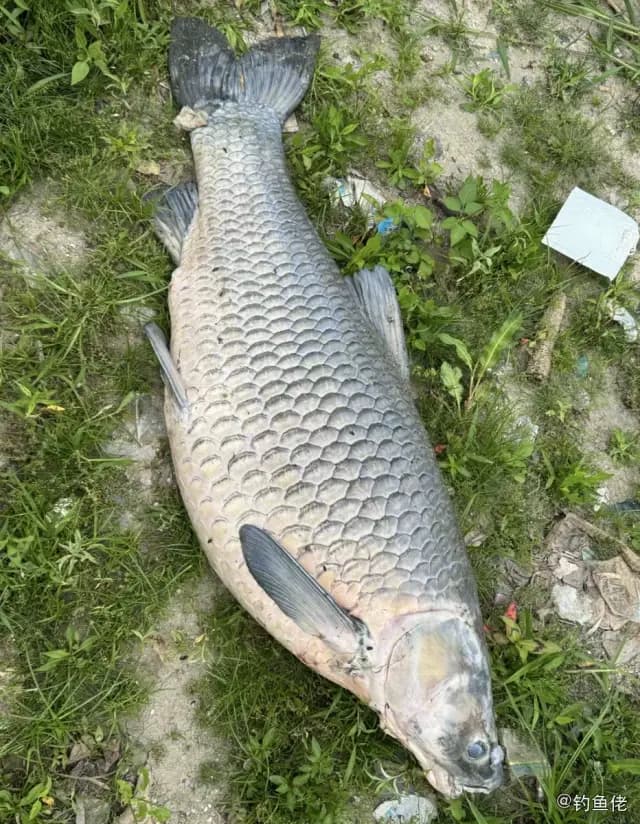 青鱼钓获 12kg