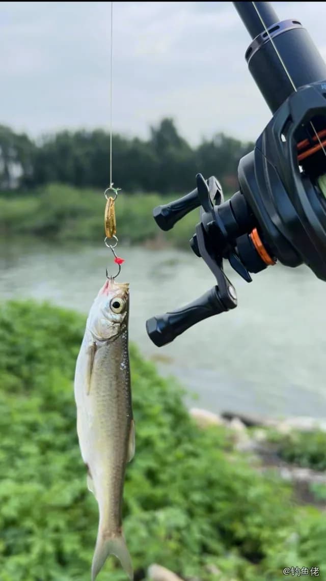 白条钓获 0.15kg