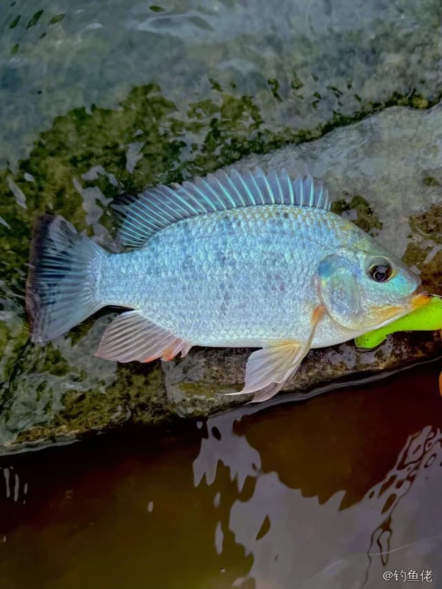加利略帚齿非鲫钓获 0.7kg