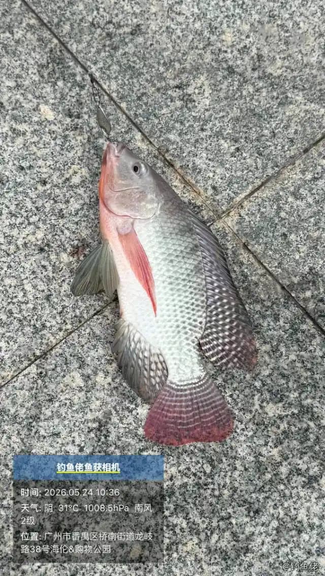 尼罗非鲫钓获 1kg