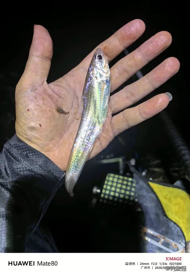 刀鲚钓获 0.01kg