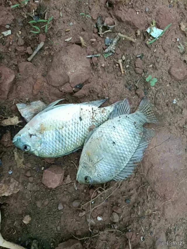 尼罗非鲫钓获 0.2kg