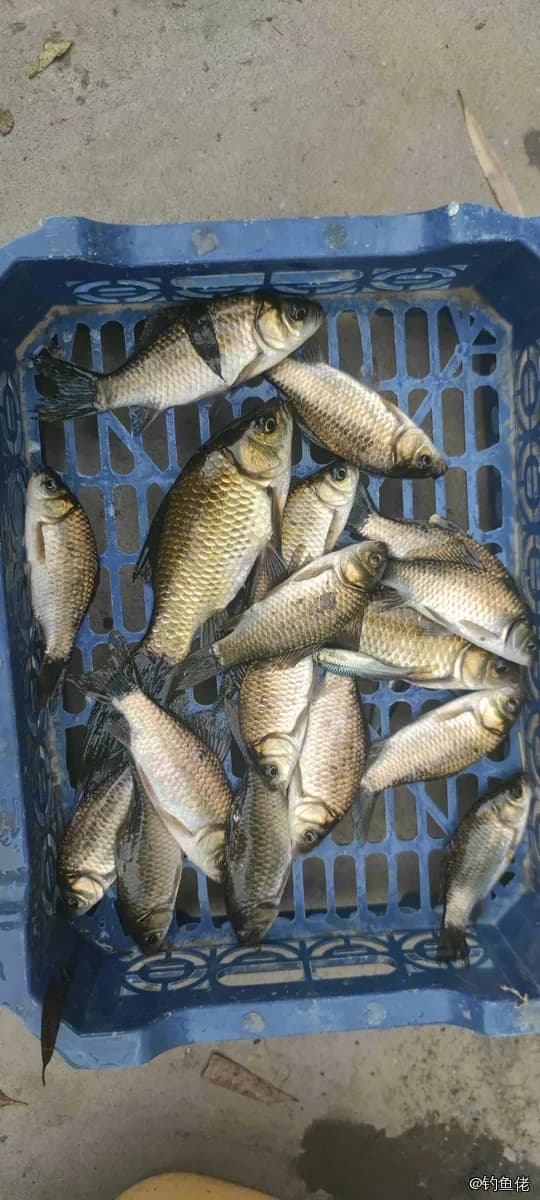 鲫鱼钓获 0.45kg