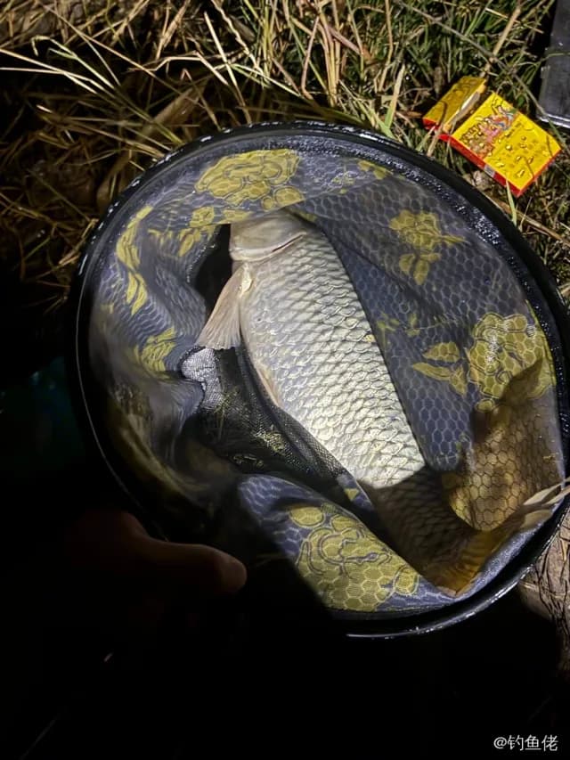 锦鲤钓获 4kg