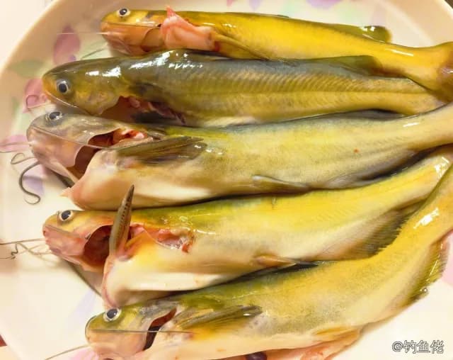 黄颡鱼钓获 0.03kg
