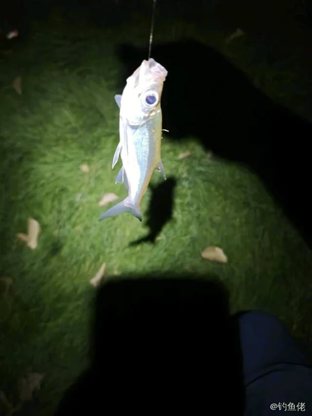 翘嘴鲌钓获 0.2kg