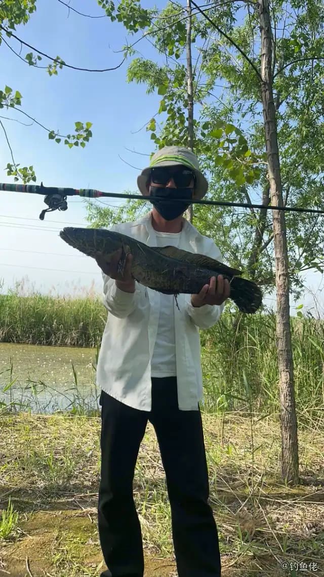 鲶鱼钓获 1kg
