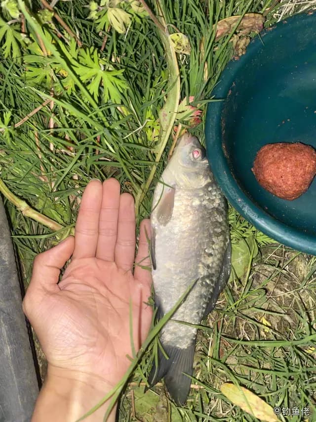 鲫鱼钓获 0.45kg