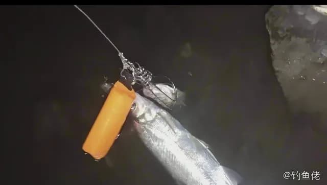 翘嘴鲌钓获 0.7kg
