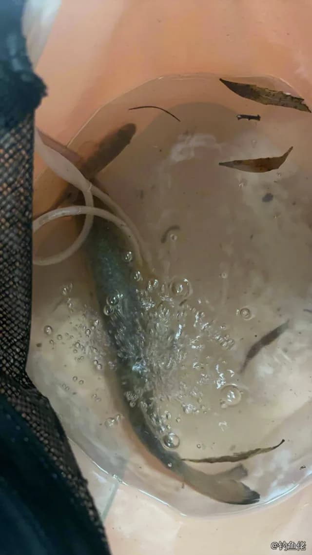 大口黑鲈钓获 1kg